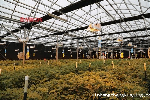 探索啤酒大棚采用膜结构设计